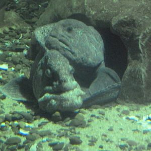 Wolf Eels