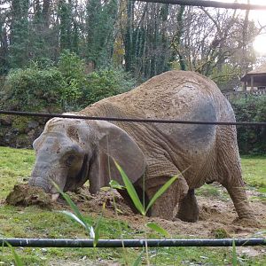 African Elephant, 8 December 2013