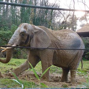 African Elephant, 8 December 2013