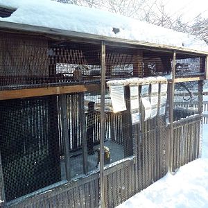 American Kestrel Exhibit