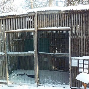 Peregrine Falcon Exhibit