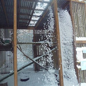 Northern Spotted Owl Exhibit