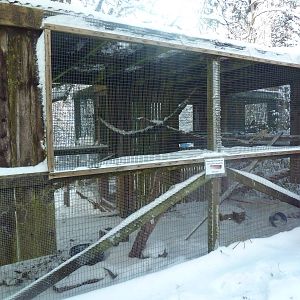 Black-Billed Magpie/Common Raven Exhibit