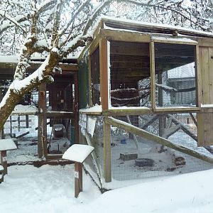 Black-Billed Magpie/Common Raven Exhibit