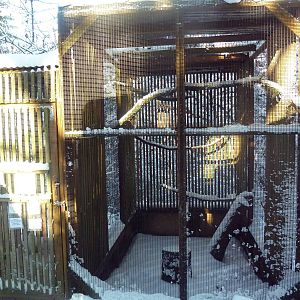 Cooper's Hawk Exhibit