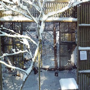 Northern Goshawk Exhibit