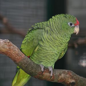 Tucuman Amazon (Amazona tucumana)