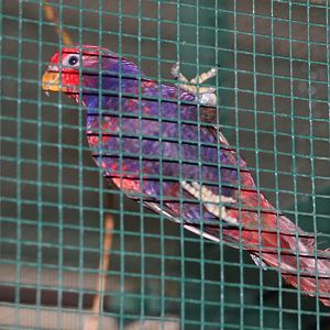 Bechstein's Violet-necked Lory (Eos squamata riciniata) October 2007