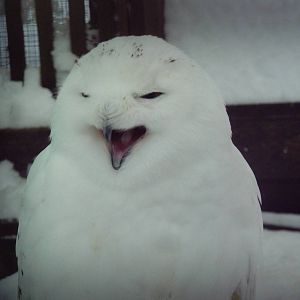 Snowy Owl