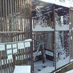 Rough-Legged Hawk Exhibit