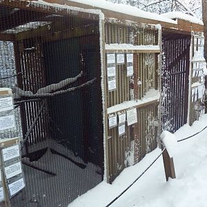 Northern Saw-Whet Owl Exhibits