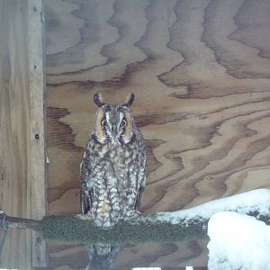 Long-Eared Owl