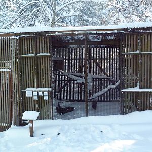 Long-Eared Owl Exhibit