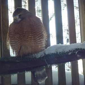 Red-Shouldered Hawk