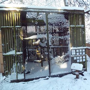 Red-Shouldered Hawk Exhibit