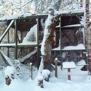 Swainson's Hawk Exhibit