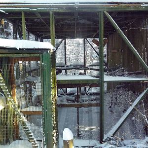 Swainson's Hawk Exhibit