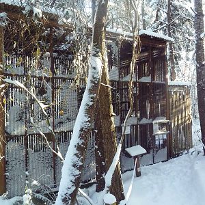 Red-Tailed Hawk Exhibit