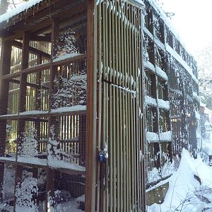 White-Tailed Kite Exhibit