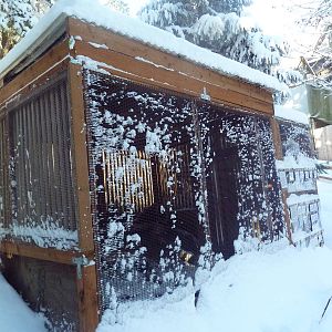 Burrowing Owl Exhibit