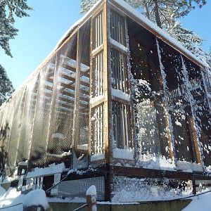Turkey Vulture Exhibit