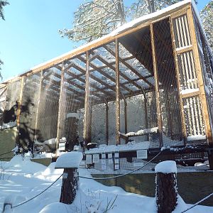 Turkey Vulture Exhibit