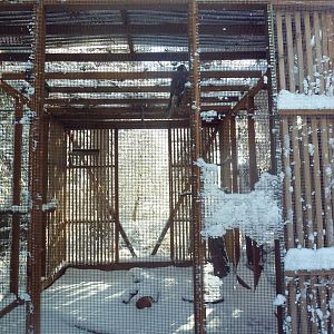 Saker Falcon Exhibit
