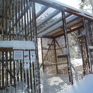 Peregrine Falcon Exhibit