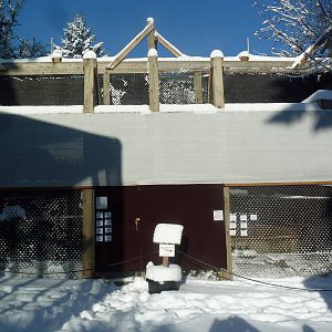 Red-Tailed Hawk Exhibits
