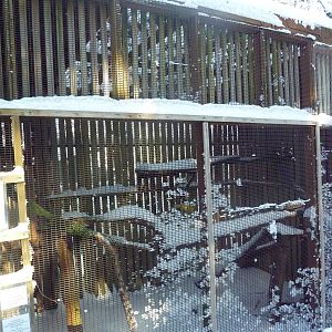 Prairie Falcon Exhibit