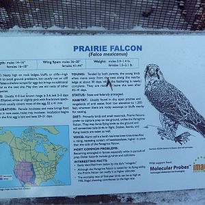 Excellent Signage! (Prairie Falcon Sign)
