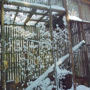 Northern Harrier Exhibit