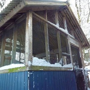 Eurasian Eagle Owl Exhibit
