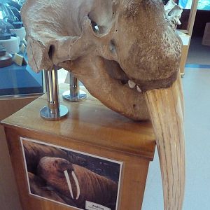 Walrus Skull