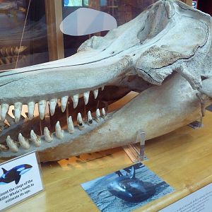 Orca Skull