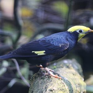 Golden-crested Myna (Ampeliceps coronatus)