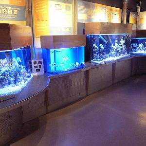 Coral Reef Tanks