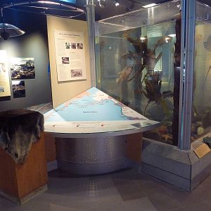 Off Shore/Kelp Forest Tank