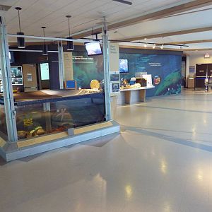 Pacific Octopus Tank + Main Lobby