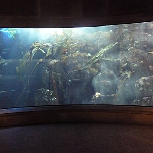 Coastal Waters Gallery