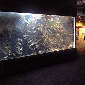 Coastal Waters Gallery