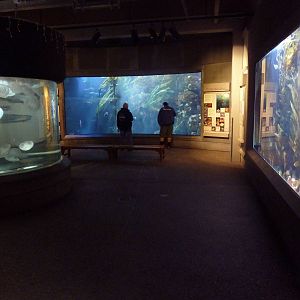 Coastal Waters Gallery - 3 Huge Tanks