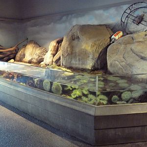 Rocky Shores Gallery