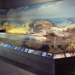 Sandy Shores Gallery