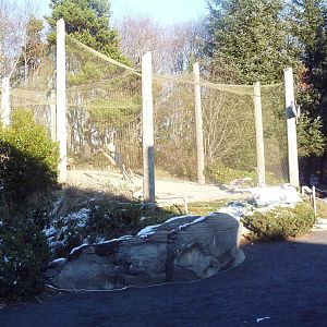 Turkey Vulture Exhibit