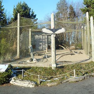 Turkey Vulture Exhibit