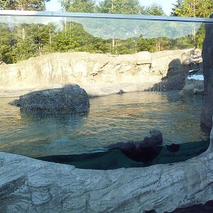 Sea Otter Exhibit
