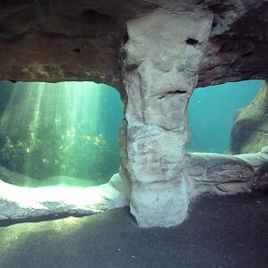 California Sea Lion/Harbour Seal Exhibit