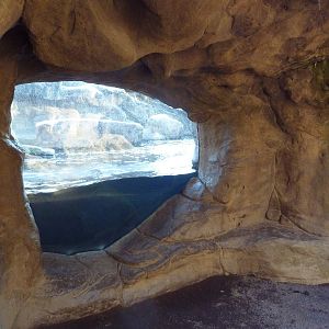 California Sea Lion/Harbour Seal Exhibit