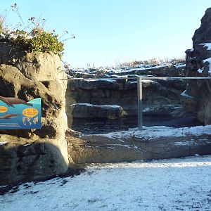 California Sea Lion/Harbour Seal Exhibit